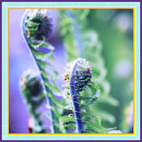 Unfurling silke-tørklæde fra A Prayer into the World hos Shining You