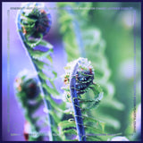 Unfurling modal-cashmere-tørklæde fra A Prayer into the World hos Shining You