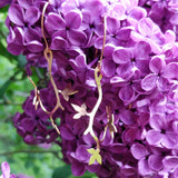 Bladranke-øreringe MaraAger hos Shining You